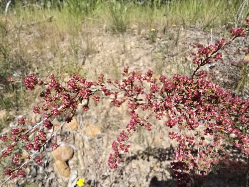 Micromyrtus ciliata observed 2026-10-18