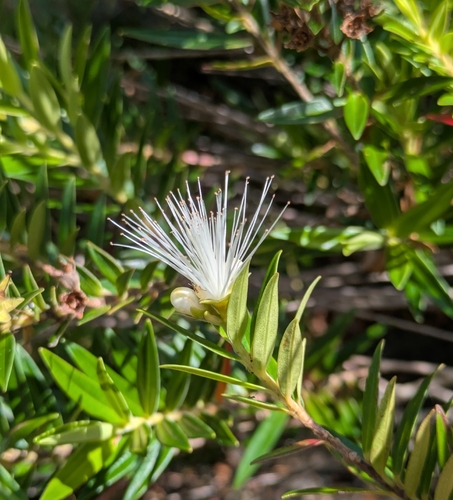 Metrosideros operculata observed 2026-10-18