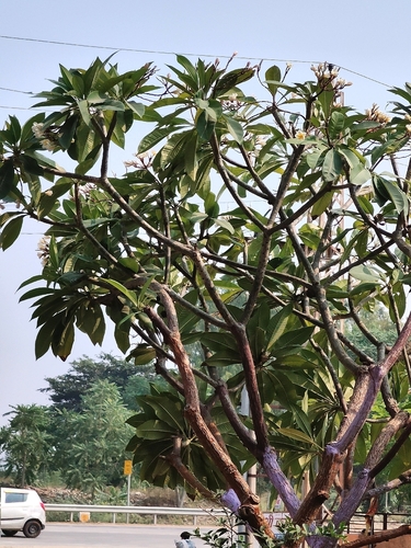 Plumeria rubra observed 2026-10-18