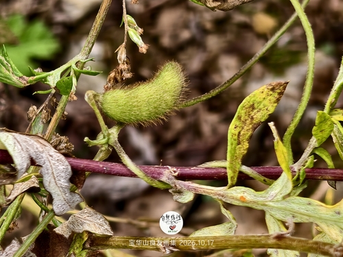Glycine max observed 2026-10-17
