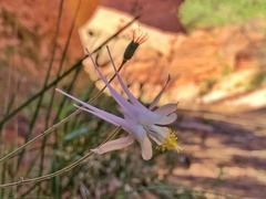 Aquilegia micrantha