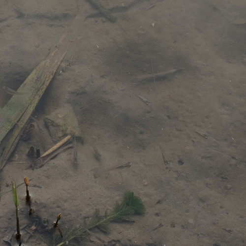 Western Mosquitofish