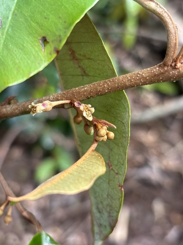 Chrysophyllum oliviforme observed 2026-09-22