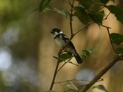 Sporophila americana