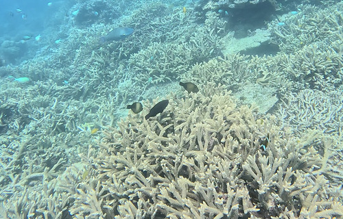 Amanses scopas observed 2026-10-10