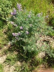Lupinus arboreus