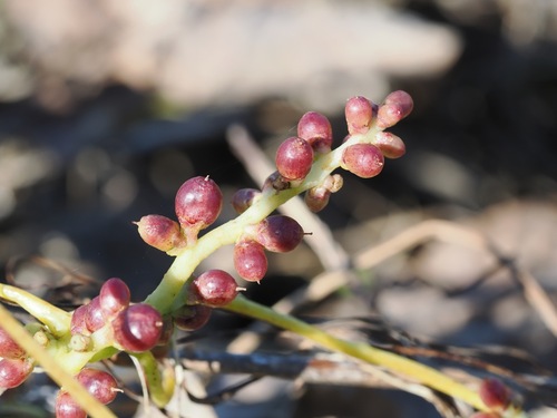 Cuscuta japonica, 2026-10-18