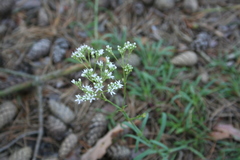 Gypsophila fastigiata