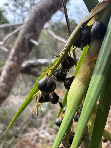 Dracaena aurea observed 2026-09-29