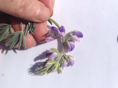 Lupinus arboreus