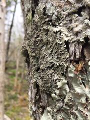 Heterodermia squamulosa