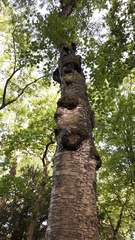 Betula pendula