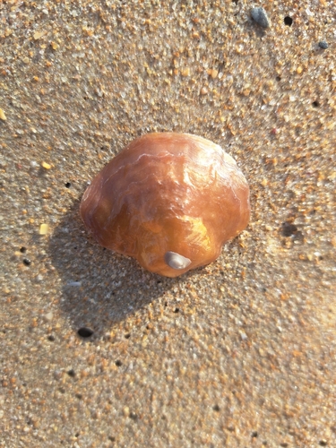 Anomia ephippium observed 2026-10-18