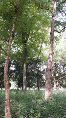 Betula pendula