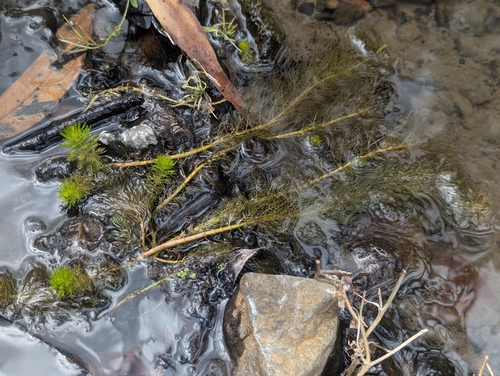 Myriophyllum crispatum (Myriophyllum crispatum)