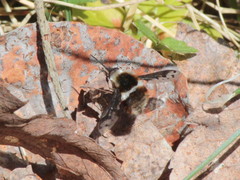 Bombylius pygmaeus