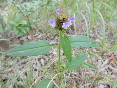 Prunella vulgaris lanceolata