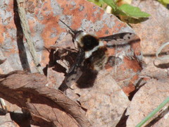 Bombylius pygmaeus