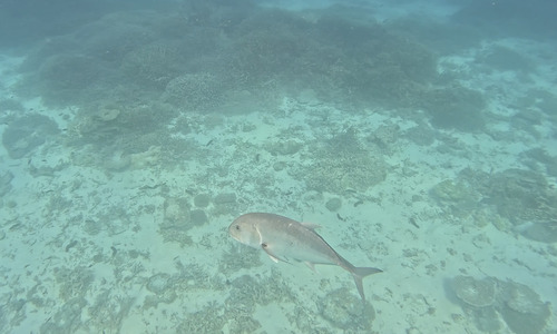 Caranx ignobilis observed 2026-10-10