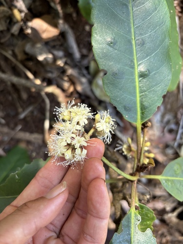 Pisonia sandwicensis observed 2026-09-03