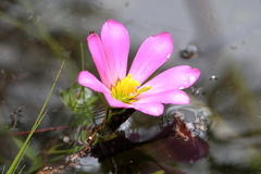 Sabatia dodecandra foliosa