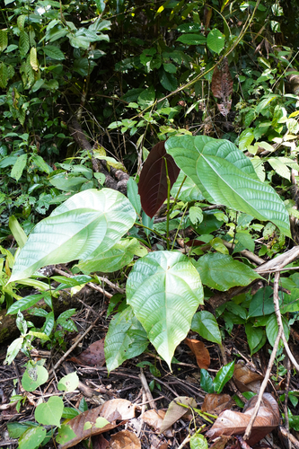 Macaranga winkleri observed 2026-10-17