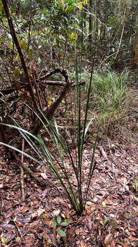 Gymnostachys anceps, 2026-10-17
