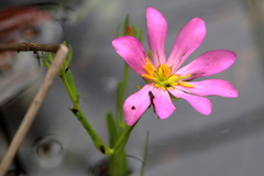 Sabatia dodecandra foliosa