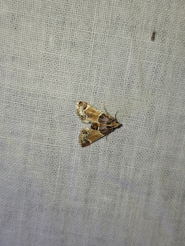 Meal moth