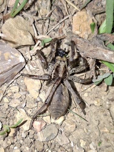 Radiated Wolf Spider