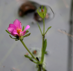Sabatia dodecandra foliosa