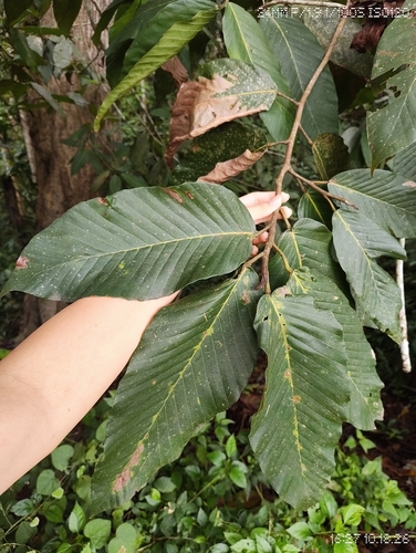 Dipterocarpus alatus