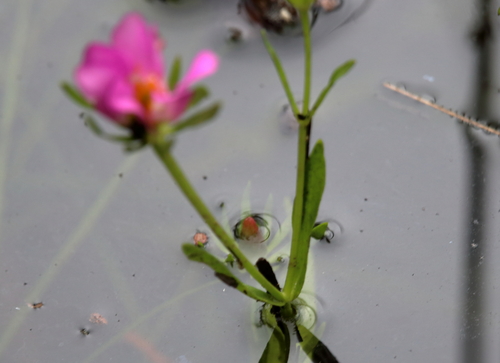 Image of Sabatia dodecandra by (c) Lauren McLaurin, some rights reserved (CC BY)