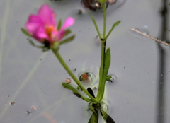 Sabatia dodecandra foliosa