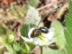Blera nigra
