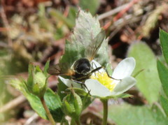 Blera nigra