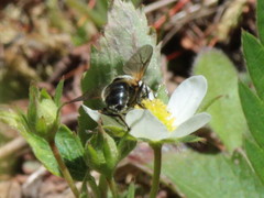 Blera nigra