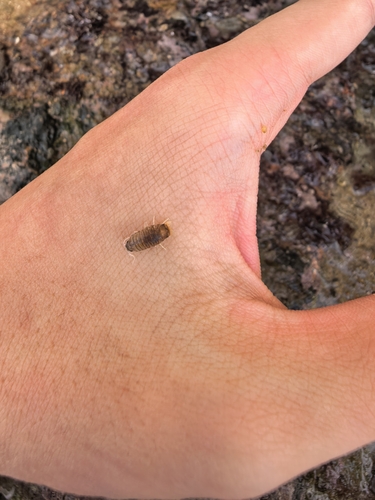 Cirolana observed 2026-10-18