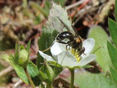 Blera nigra