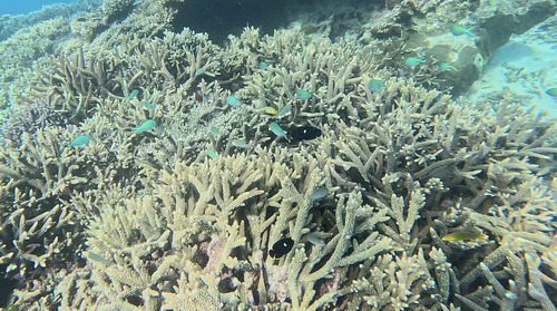 Centropyge tibicen observed 2026-10-10
