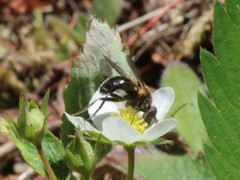 Blera nigra