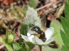 Blera nigra