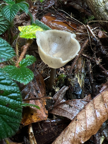 Helvella macropus, 2026-10-18