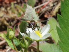 Blera nigra