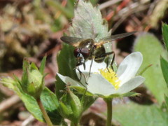 Blera nigra