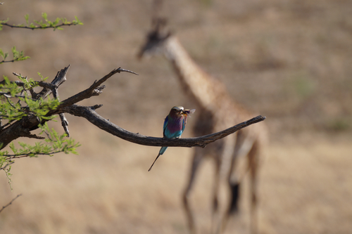 iNaturalist image