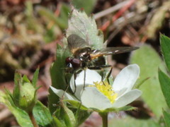 Blera nigra