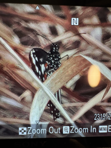 Danaus affinis, 2026-10-18