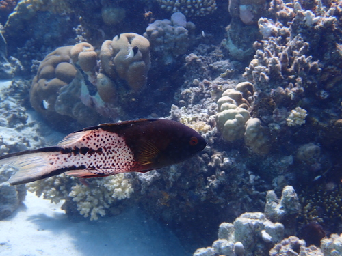 Bodianus anthioides observed 2026-10-07