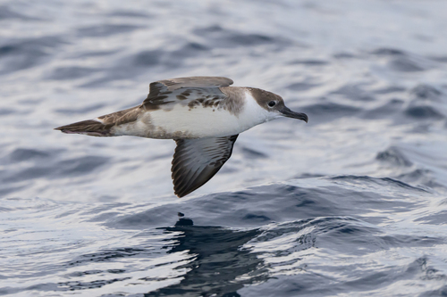 iNaturalist image